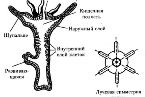 Кракен наркоплощадка